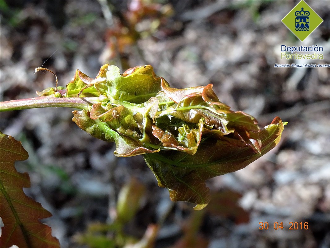 Orugas defoliadoras >> Glomerulo de hojas tiernas.jpg